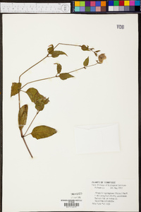 Mirabilis nyctaginea image