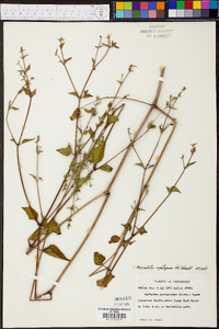 Mirabilis nyctaginea image