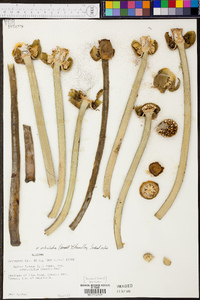 Nuphar advena subsp. orbiculata image