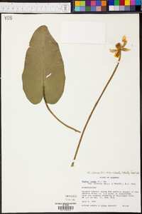 Nuphar advena subsp. ulvacea image