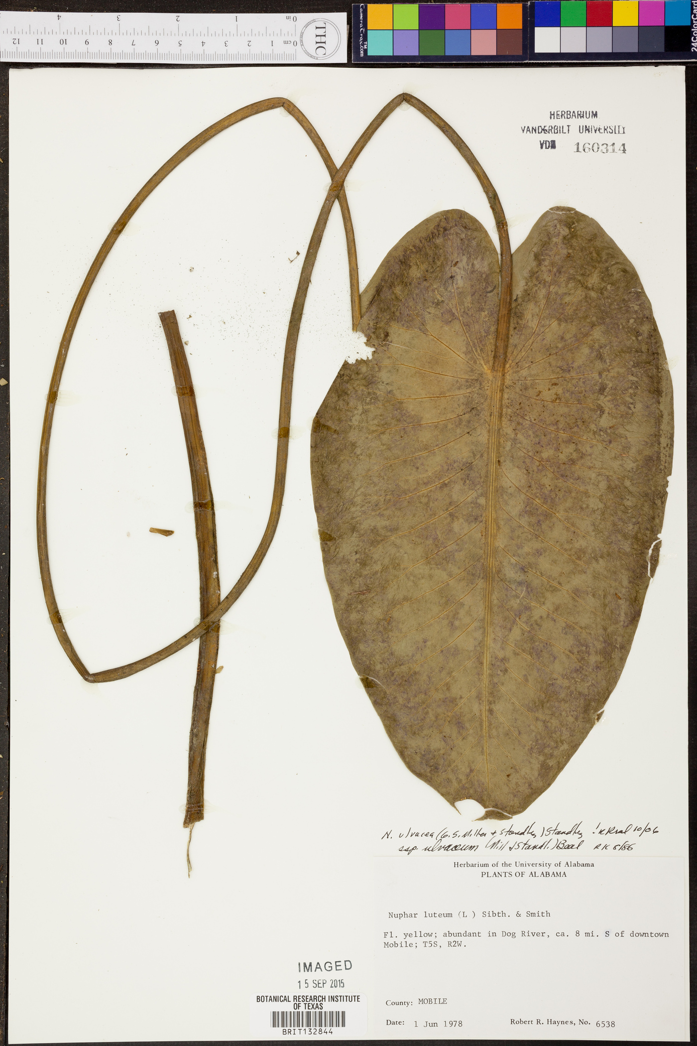 Nuphar advena subsp. ulvacea image