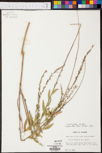 Oenothera curtiflora image