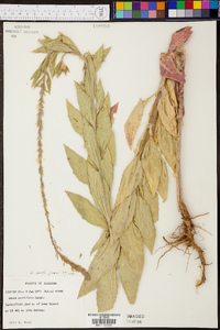 Oenothera curtiflora image