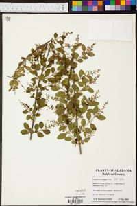 Ligustrum sinense image