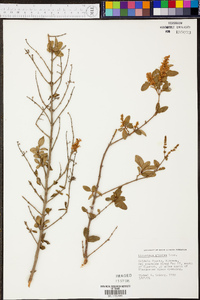 Ligustrum sinense image