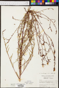 Oenothera lindheimeri image