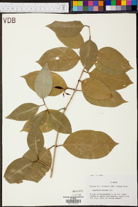 Ligustrum lucidum image