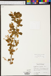 Ligustrum sinense image