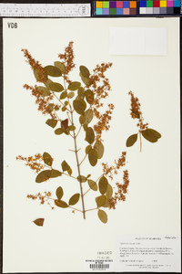 Ligustrum sinense image