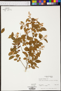 Ligustrum sinense image