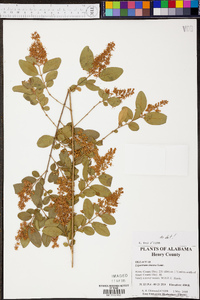 Ligustrum sinense image