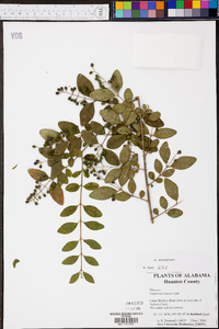 Ligustrum sinense image