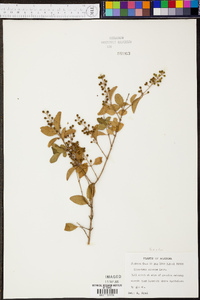 Ligustrum sinense image