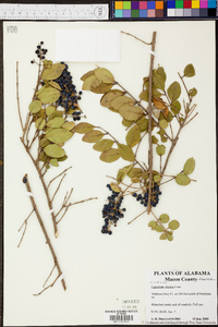 Ligustrum sinense image