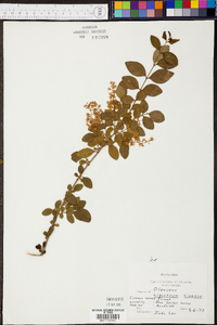 Ligustrum sinense image