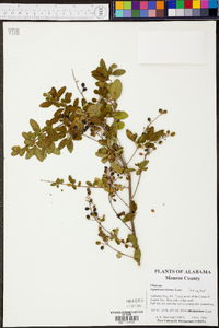 Ligustrum sinense image