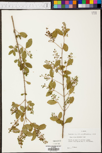 Ligustrum sinense image