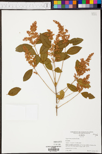 Ligustrum sinense image