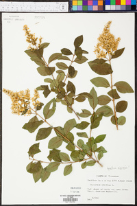 Ligustrum obtusifolium image