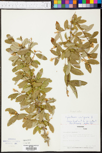 Ligustrum obtusifolium image