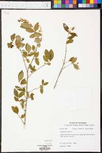 Ligustrum sinense image