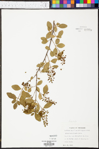 Ligustrum sinense image