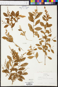 Ligustrum sinense image