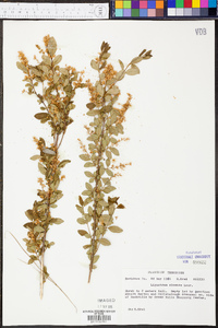 Ligustrum sinense image