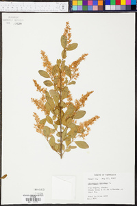 Ligustrum sinense image