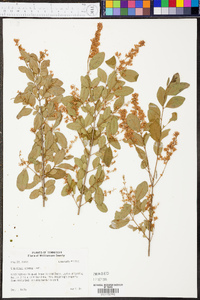 Ligustrum sinense image