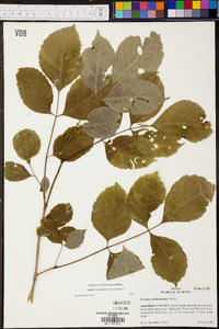 Fraxinus quadrangulata image