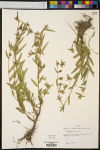 Ludwigia hirtella image