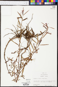 Ludwigia octovalvis image