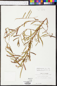 Ludwigia octovalvis image