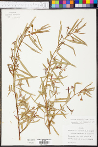 Ludwigia octovalvis image