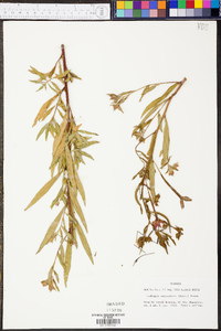 Ludwigia octovalvis image