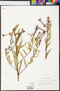 Ludwigia octovalvis image