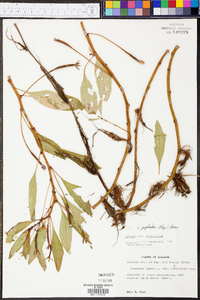 Ludwigia peploides image