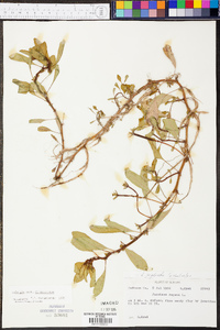 Ludwigia peploides image