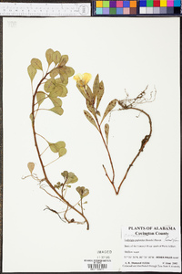 Ludwigia peploides image