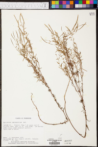 Epilobium leptophyllum image