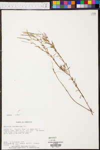 Epilobium leptophyllum image