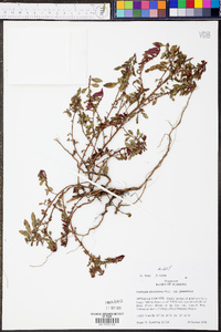 Ludwigia glandulosa image