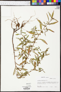 Ludwigia glandulosa image