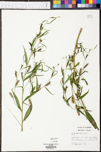 Ludwigia decurrens image