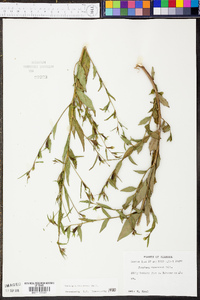 Ludwigia decurrens image