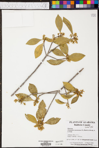 Osmanthus americanus image