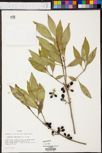 Osmanthus americanus image