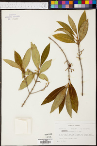 Osmanthus americanus image