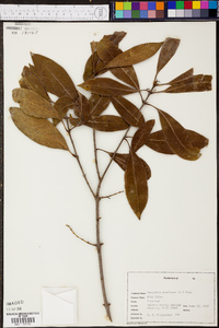 Osmanthus americanus image